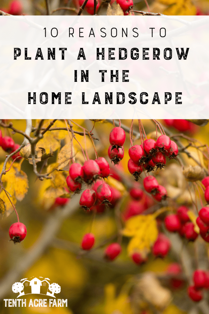 10 Reasons to Plant a Hedgerow in the Home Landscape