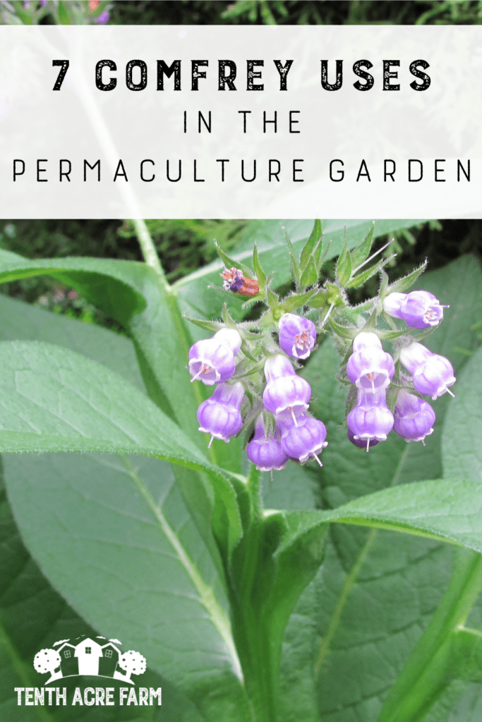 7 Comfrey Uses in the Permaculture Garden