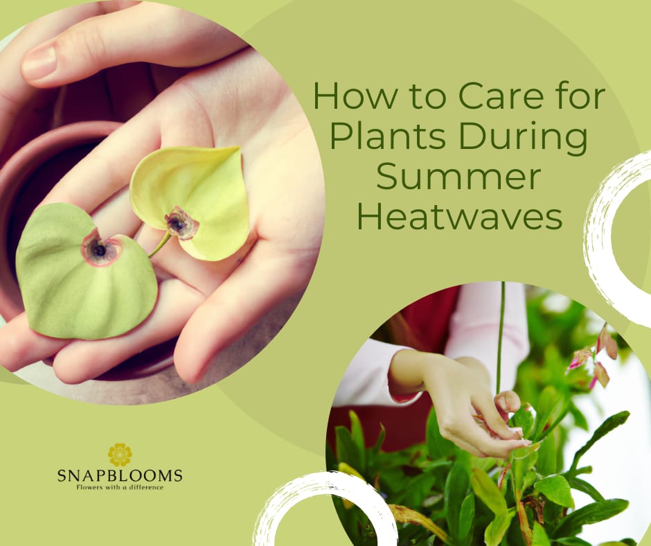 How to Care for Plants During Summer Heatwaves