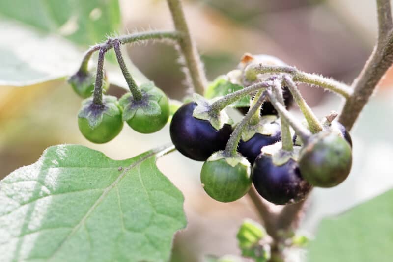 How to Forage and Use Nightshade