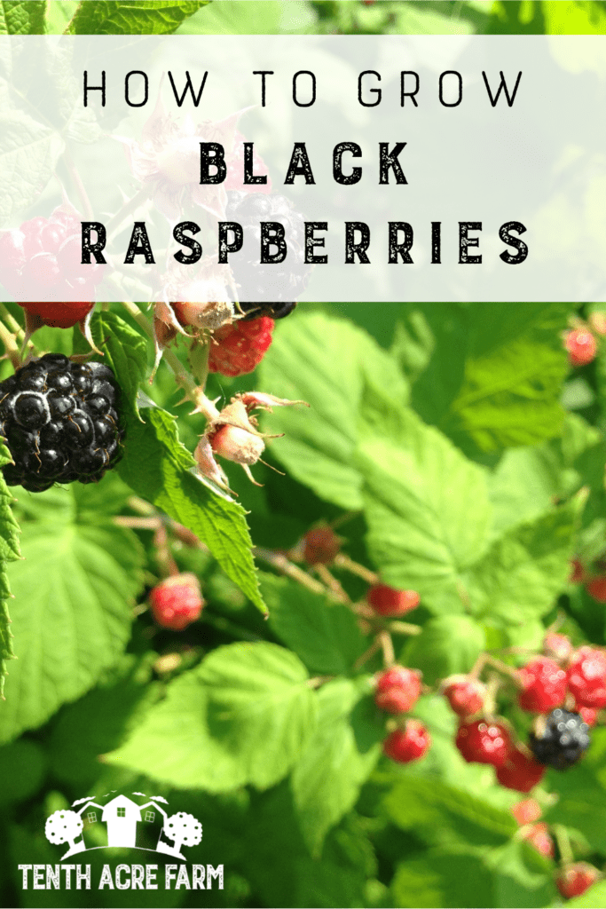 How to Grow Black Raspberries