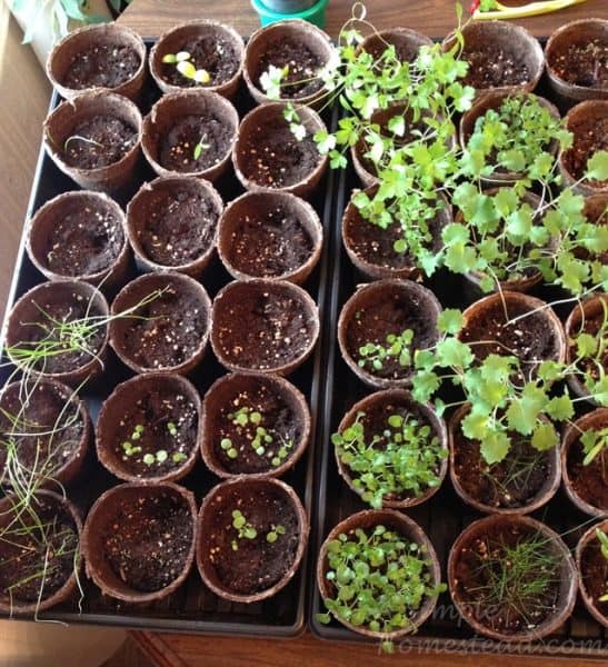 save money by starting seeds in peat moss trays
