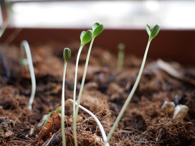 sprouts inside soil