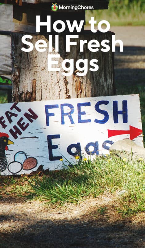 The Complete Guide to Selling Chicken Eggs