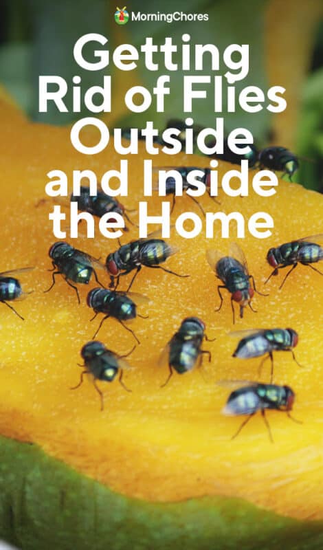 The Secret To Getting Rid of Flies Outside and Inside the Home