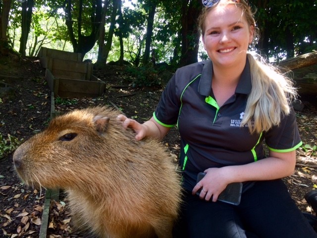 Willowbank We All Love Capybara - Willowbank Wildlife Reserve & Restaurant