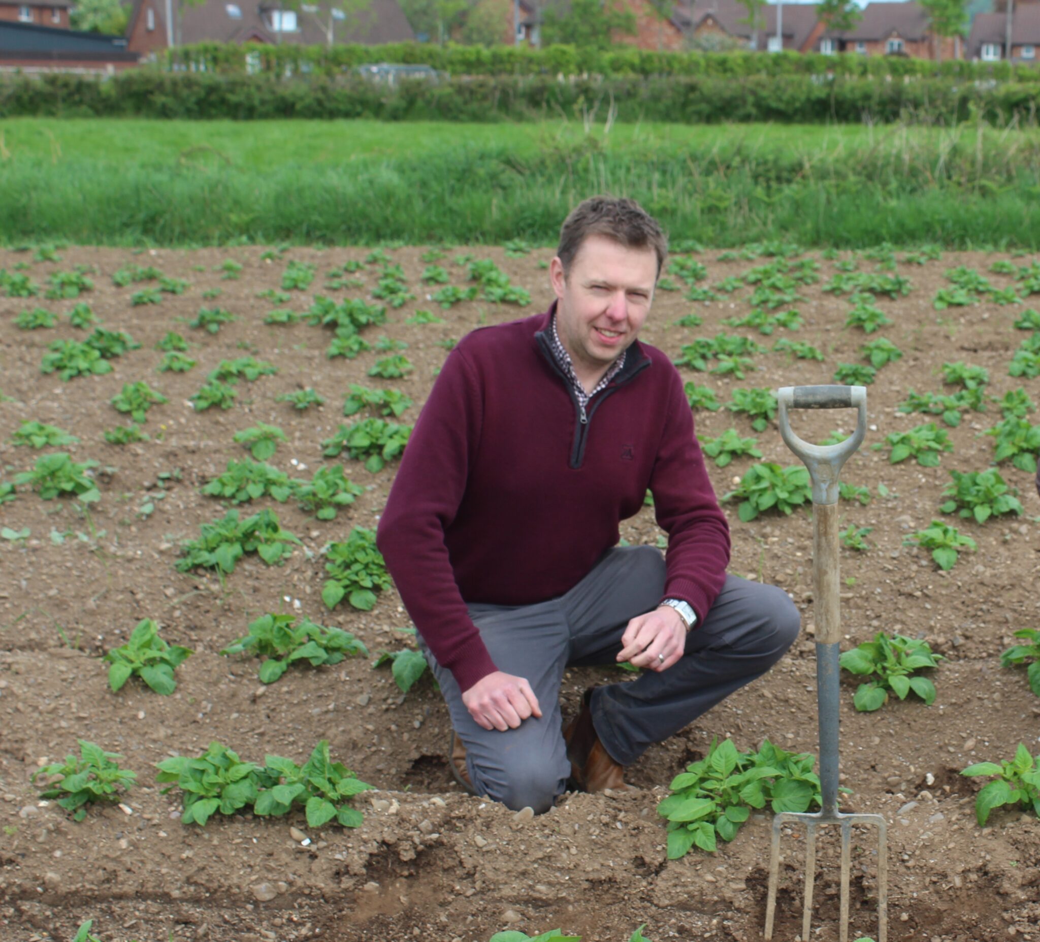 35% of maincrop potato area now planted