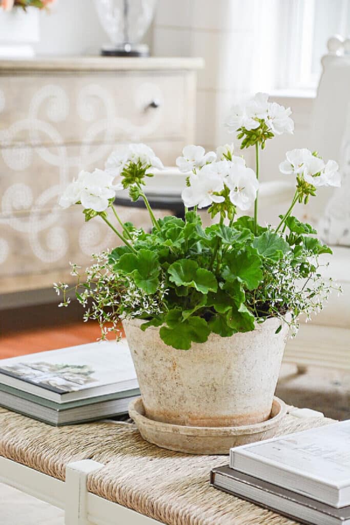 White geraniums in a rustic pot sitting on a rush bench- summer accent decor