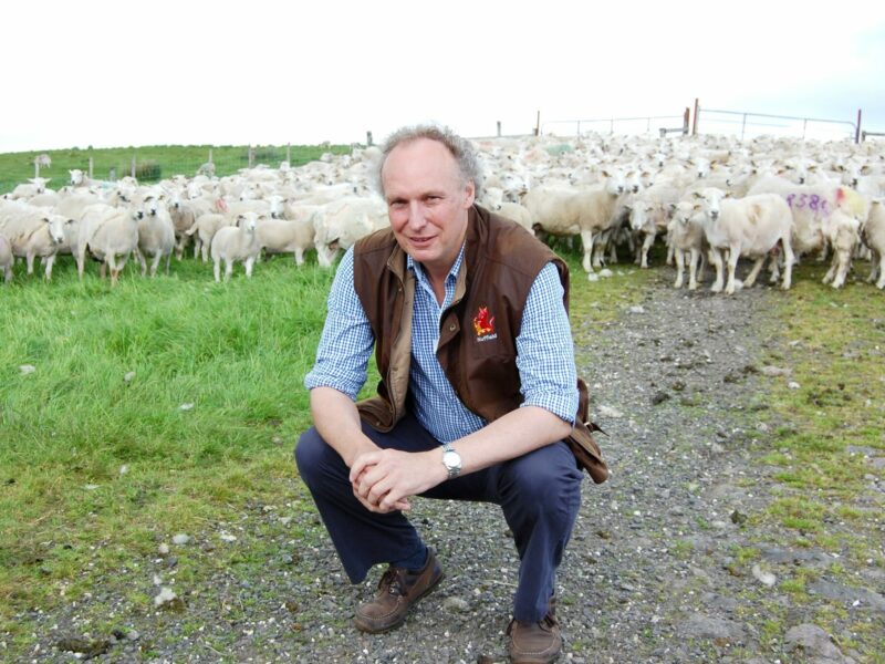 EasyCare sheep farmer ‘positive’ about future lamb prices