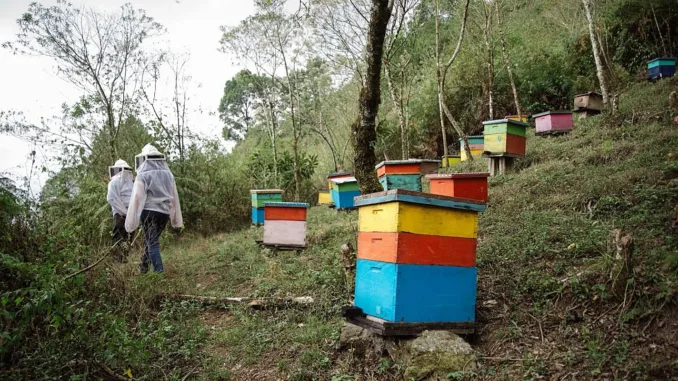How to Help Coffee Producers on World Bee Day