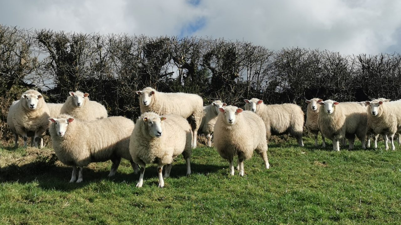 NSA warns farmers as bluetongue cases set to increase