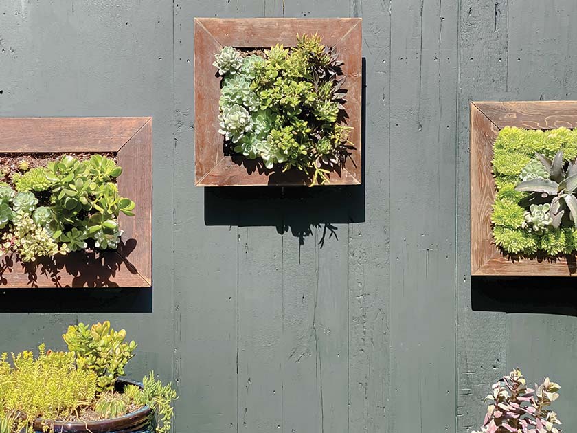 succulent shadow box one-day garden project