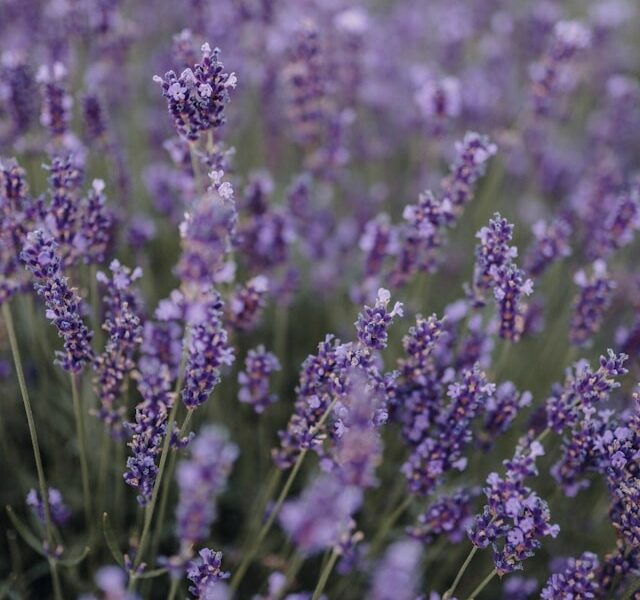 Pros Reveal Essential Lavender Care Guidelines » Residence Style